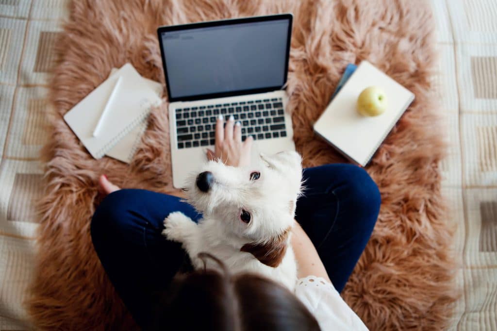 pet-friendly-apartments-tampa-fl